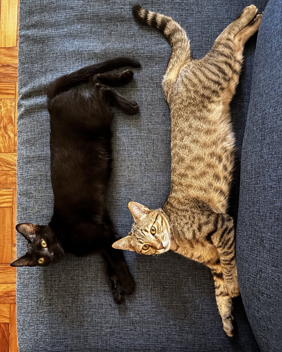 yuri 🇵🇸 tweet media