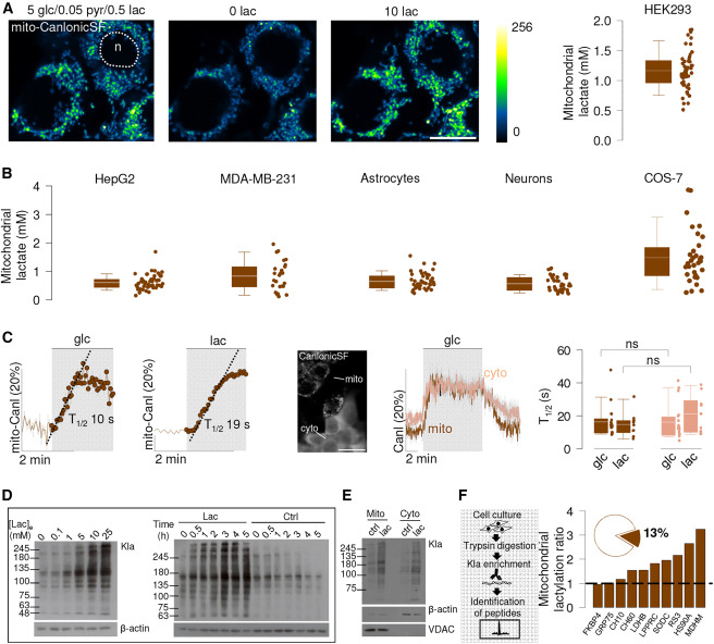 Mitochondrial lactate venting limits oxidative stress <a href="/Cell_Metabolism/">Cell Metabolism</a> 
cell.com/cell-metabolis… 🇨🇱