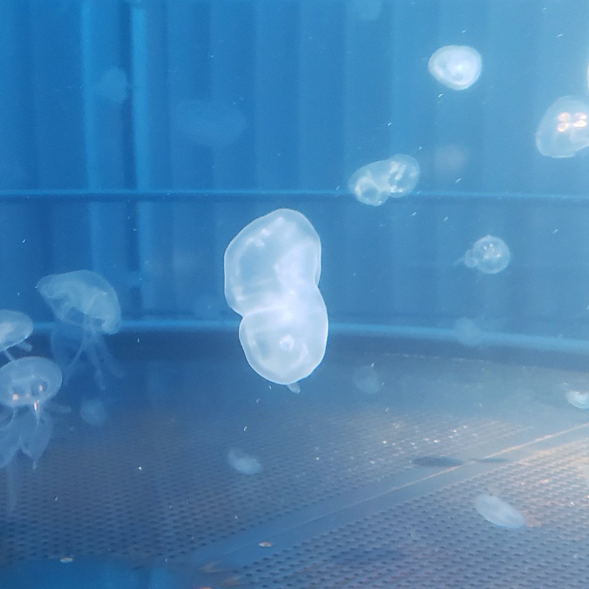 動画は撮り忘れちゃったので写真しか無いんですけど、先日水族館で見たこのミズクラゲたちはどういう状態なんだ…？形崩れなのかな