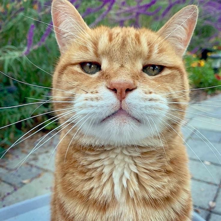 folkative tweet media