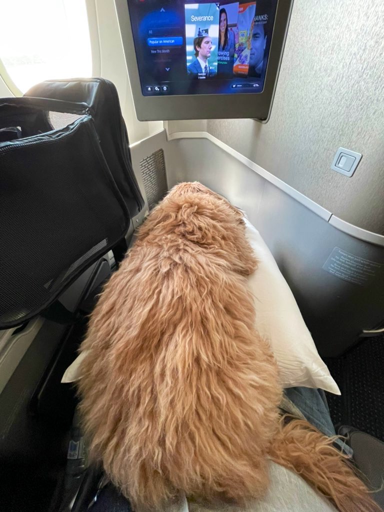 Lesboferretera tweet media