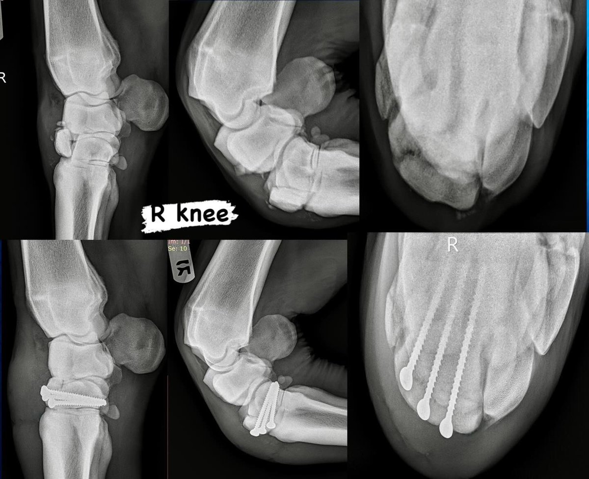 Dr. Patty Hogan tweet media