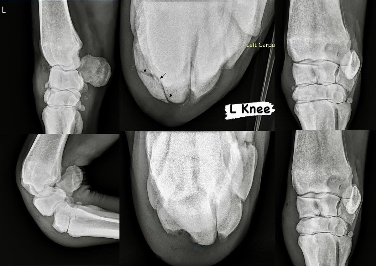 Dr. Patty Hogan tweet media