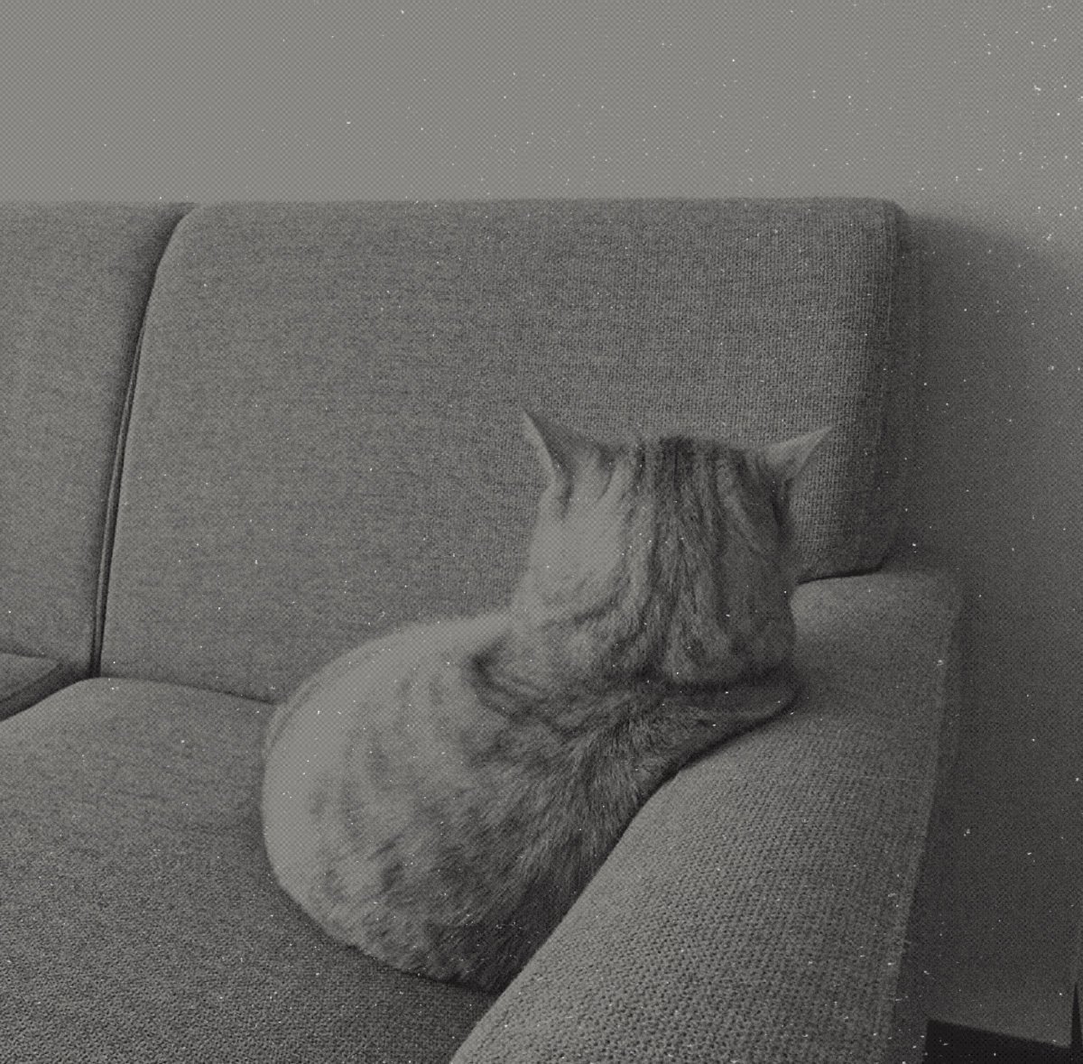 ‍ ‍ ‍ ‍ ᵒ͟ˡ͟ᵈ͟ *‍ ‍ ‍ ‍ 𝒍𝒚𝒐, 𝒇𝖗𝖆𝖓𝐤 .ᐣ tweet media