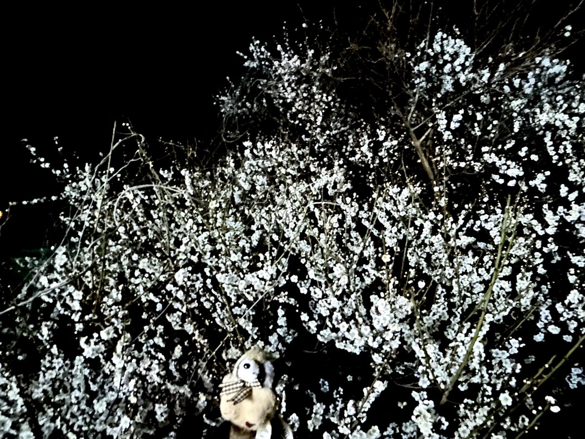 ちゃあみぃ&マスコッツ tweet media