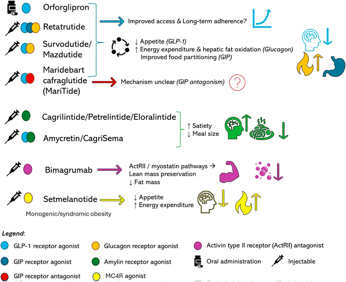 ilempMD's tweet photo. Obesity Pharmacotherapy Reimagined: The Era of Multi-Receptor Agonists and Next-Generation Metabolic Modulators, Perspectives and Controversies https://t.co/Zc9RWOZL9u https://t.co/unTP3KUEc8