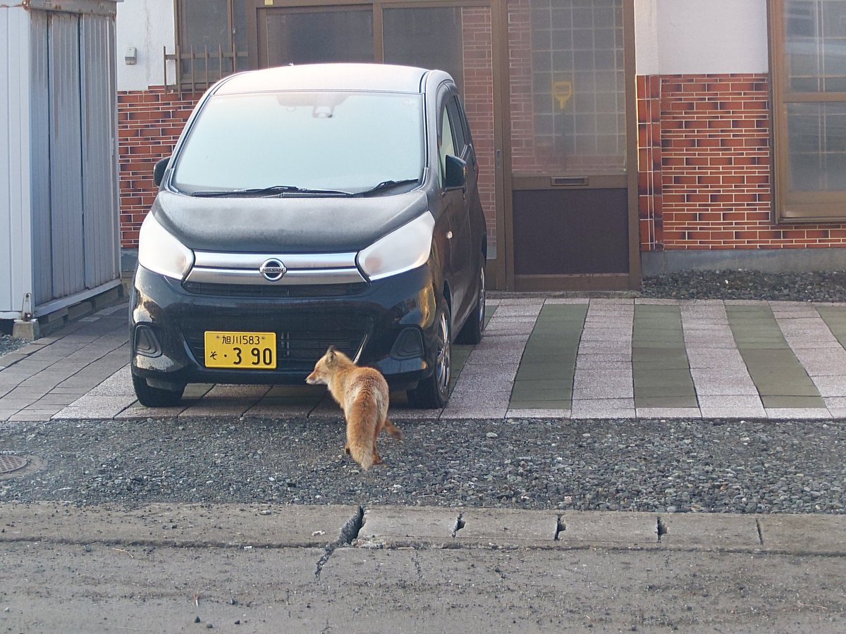 しゃとる（雷鳥の人）🦃🦊 tweet media