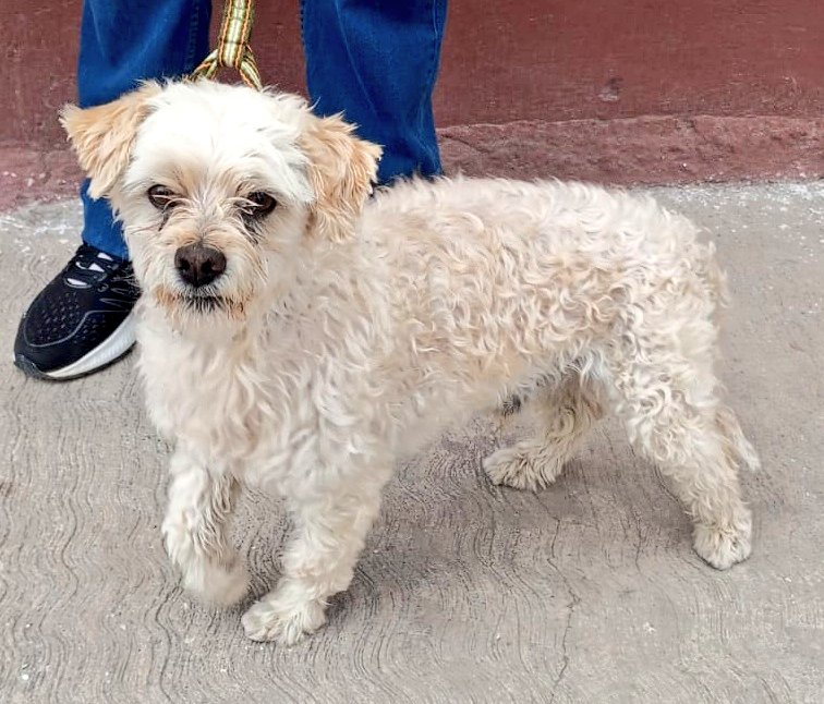 Viriplu2 🐾 tweet media