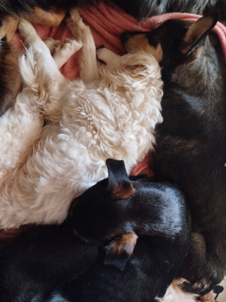 Viriplu2 🐾 tweet media