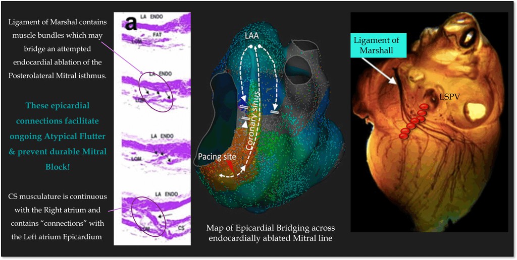 Cardiac Physiology in Practice tweet media