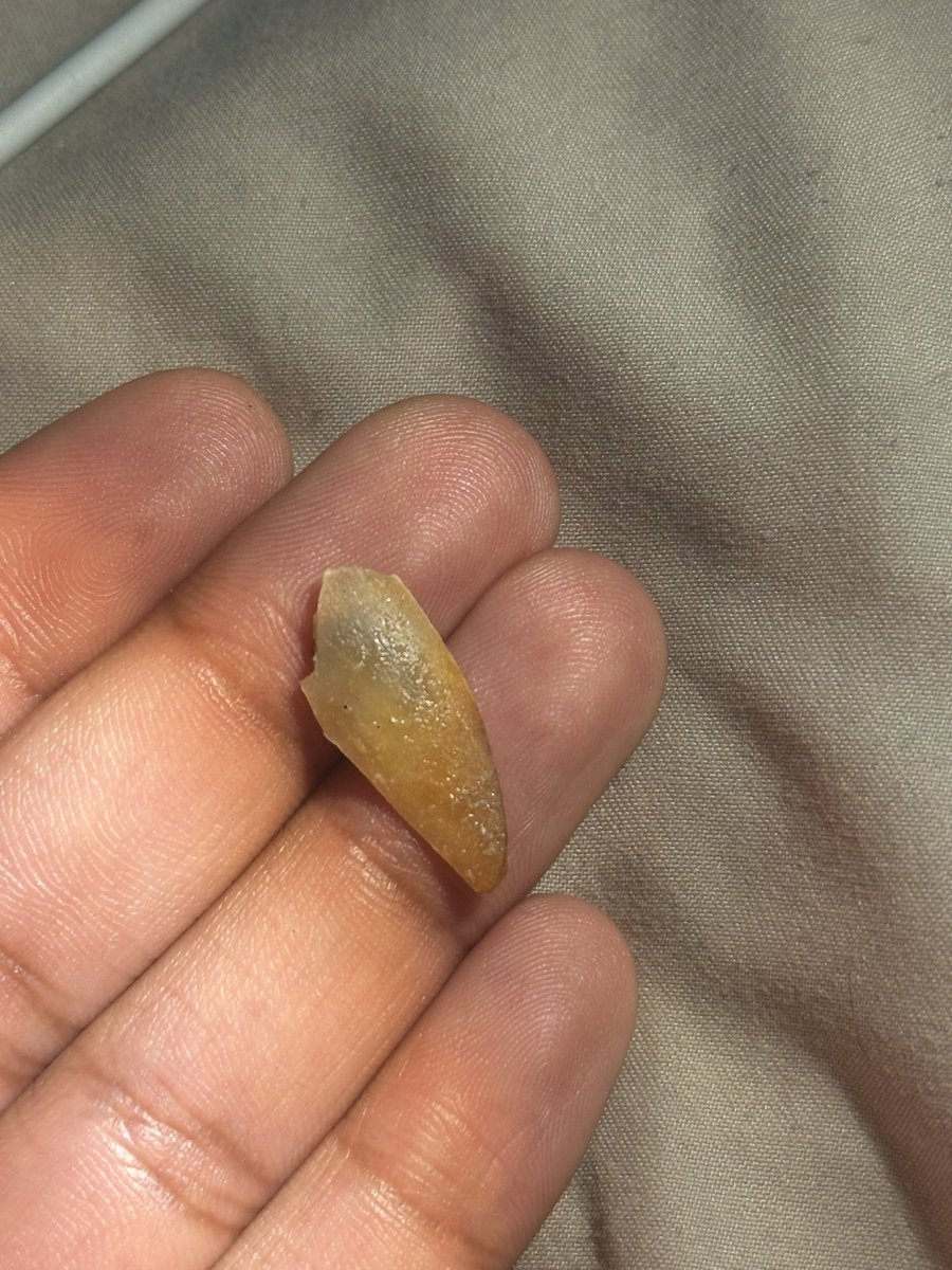 Soleil The Stallion tweet media