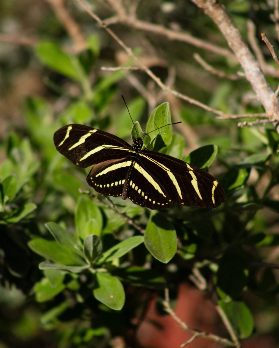 retrojeff3's tweet photo. photos i took of butterflies last week https://t.co/Kej2a18DgX
