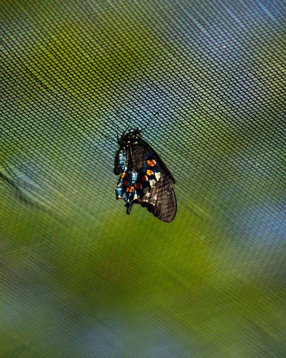 retrojeff3's tweet photo. photos i took of butterflies last week https://t.co/Kej2a18DgX