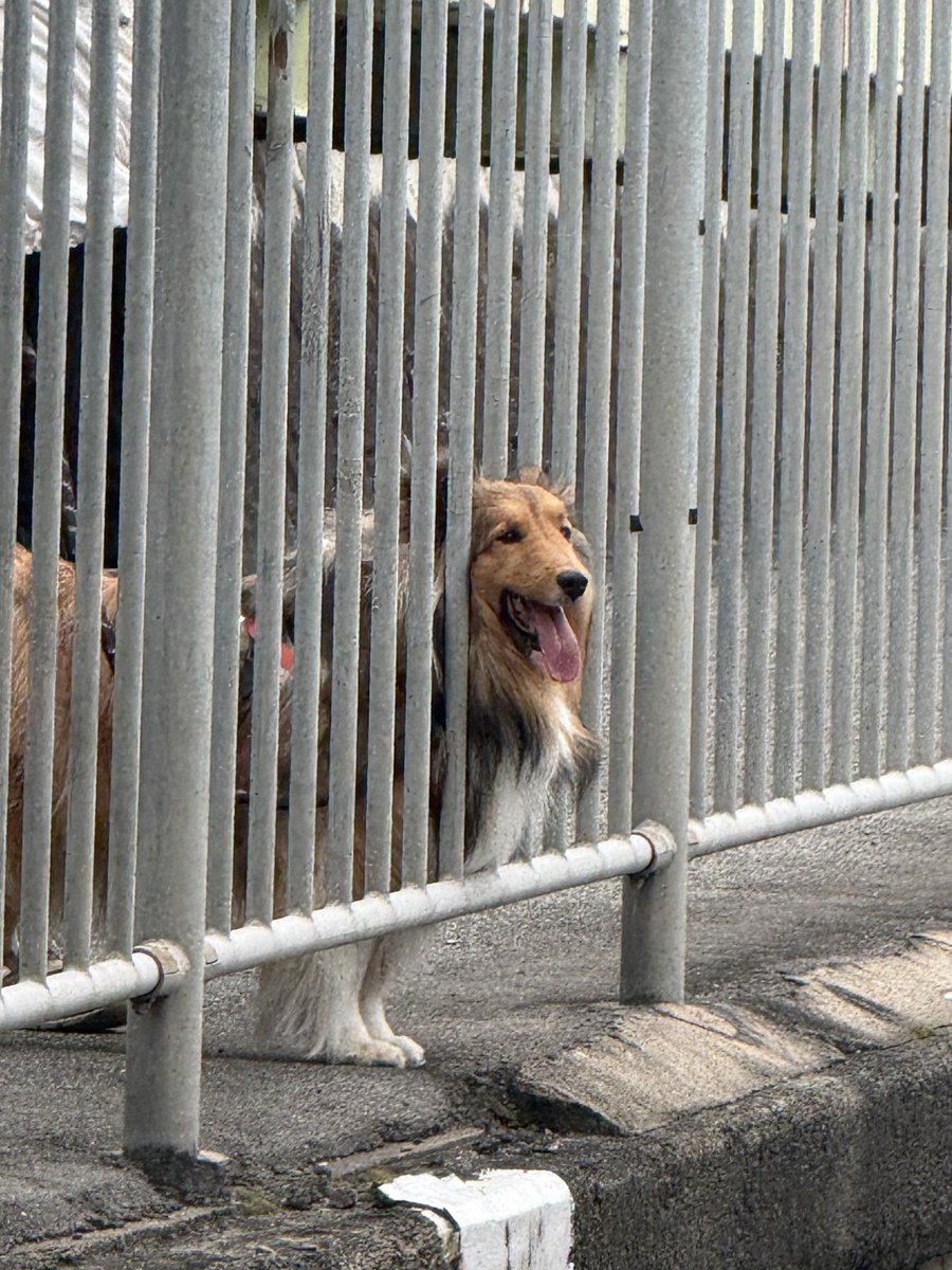 れおぱ tweet media