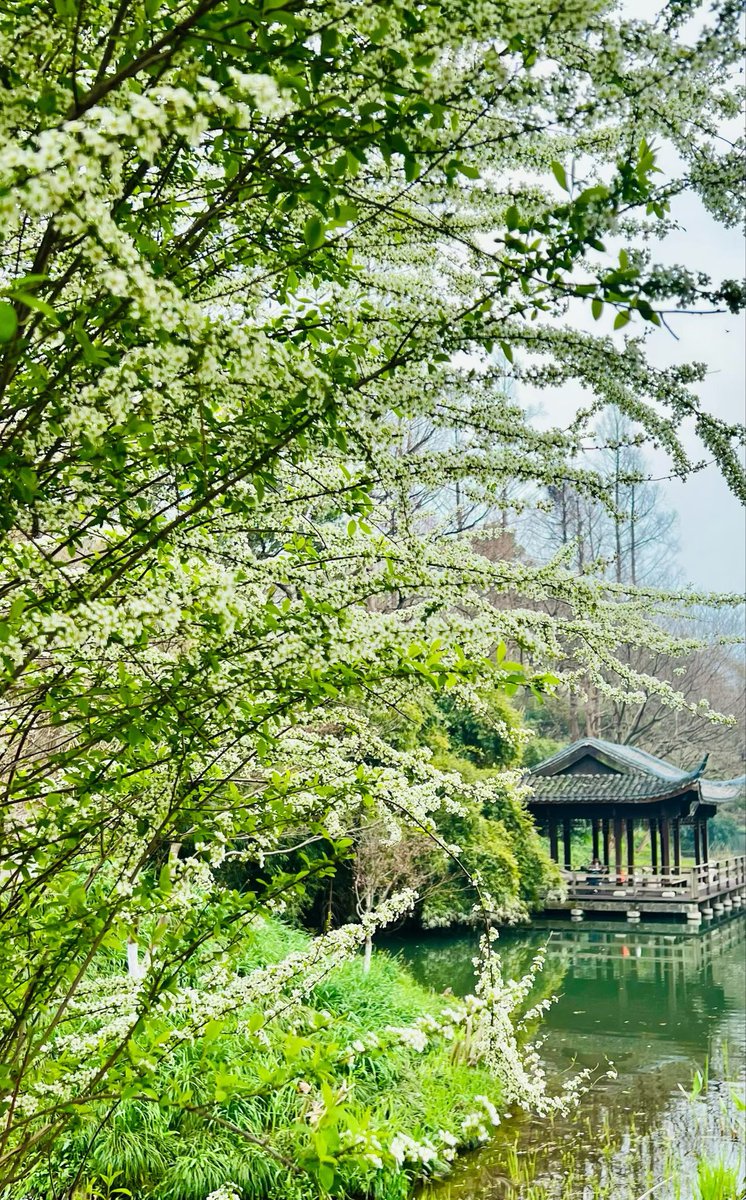 🌿cat chuang🌸 tweet media