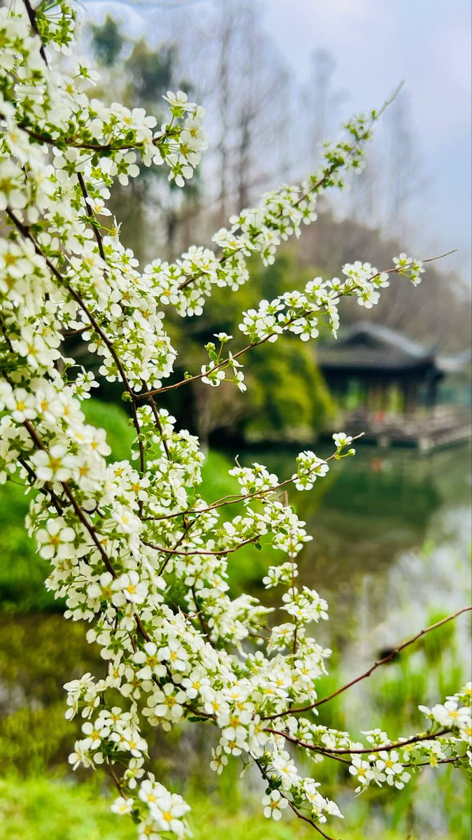 🌿cat chuang🌸 tweet media