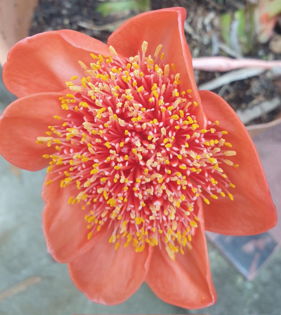 heltweet's tweet photo. Good morning
#Wordlers
#MidweekWednesday
Fast 3
#GoodLuck
Season change is in the Air
Some plants are having growth spurts, producing #Autumn flowers, fruits, leaves & vegetables
Others ready for a Winter Sleep
#Wordle1740 3/6
โฌ๐จโฌโฌโฌ๐โฎ
โฌ๐ฉโฌ๐จ๐จ๐๐
๐ฉ๐ฉ๐ฉ๐ฉ๐ฉ๐๐ถ
Lilies https://t.co/o5eBydc5oF