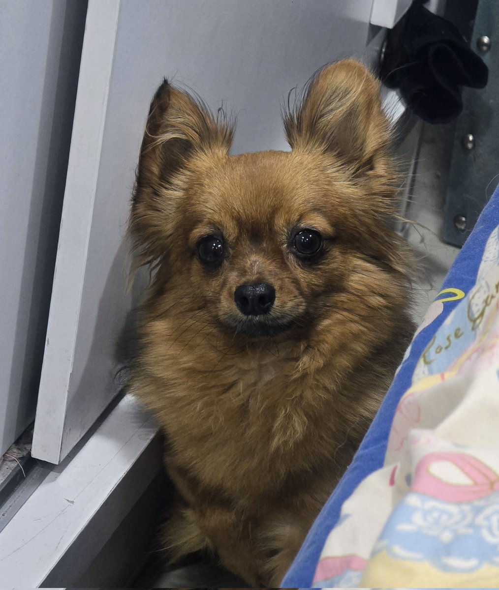 Alizza Chu ⚡💜 tweet media