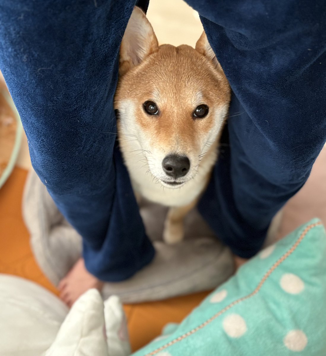 びわのすけ tweet media