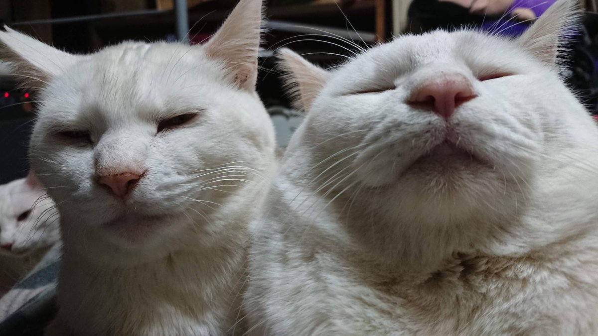 コド@kidult tweet media