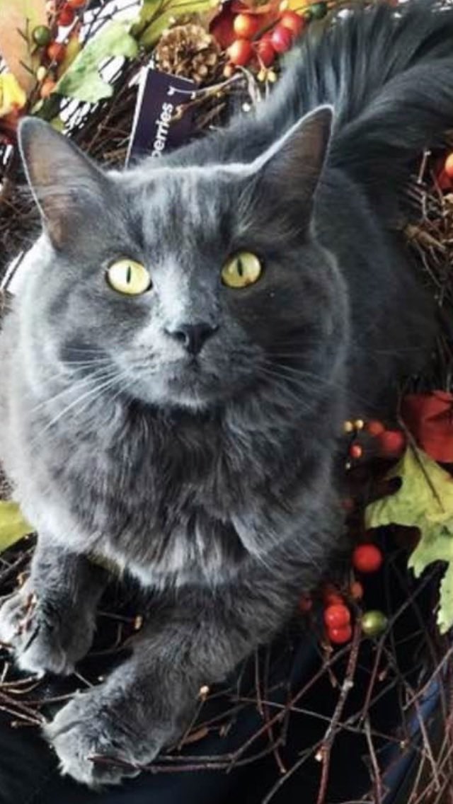 HildyCat🌻 tweet media