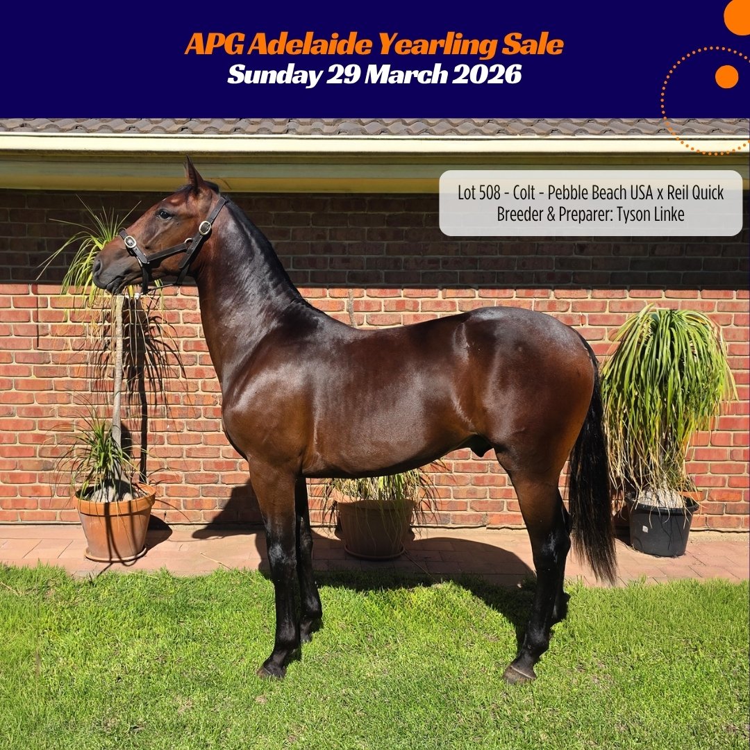 AustPacingGold's tweet photo. One to watch at Gawler 👀

Lot 508 is a colt by Pebble Beach out of Reil Quick and the only yearling by Pebble Beach in this year’s SA sale. 
Plenty to like about this one. 
#APGAdelaide #YealingSales #HarnessRacing https://t.co/VgsmpcmyOp