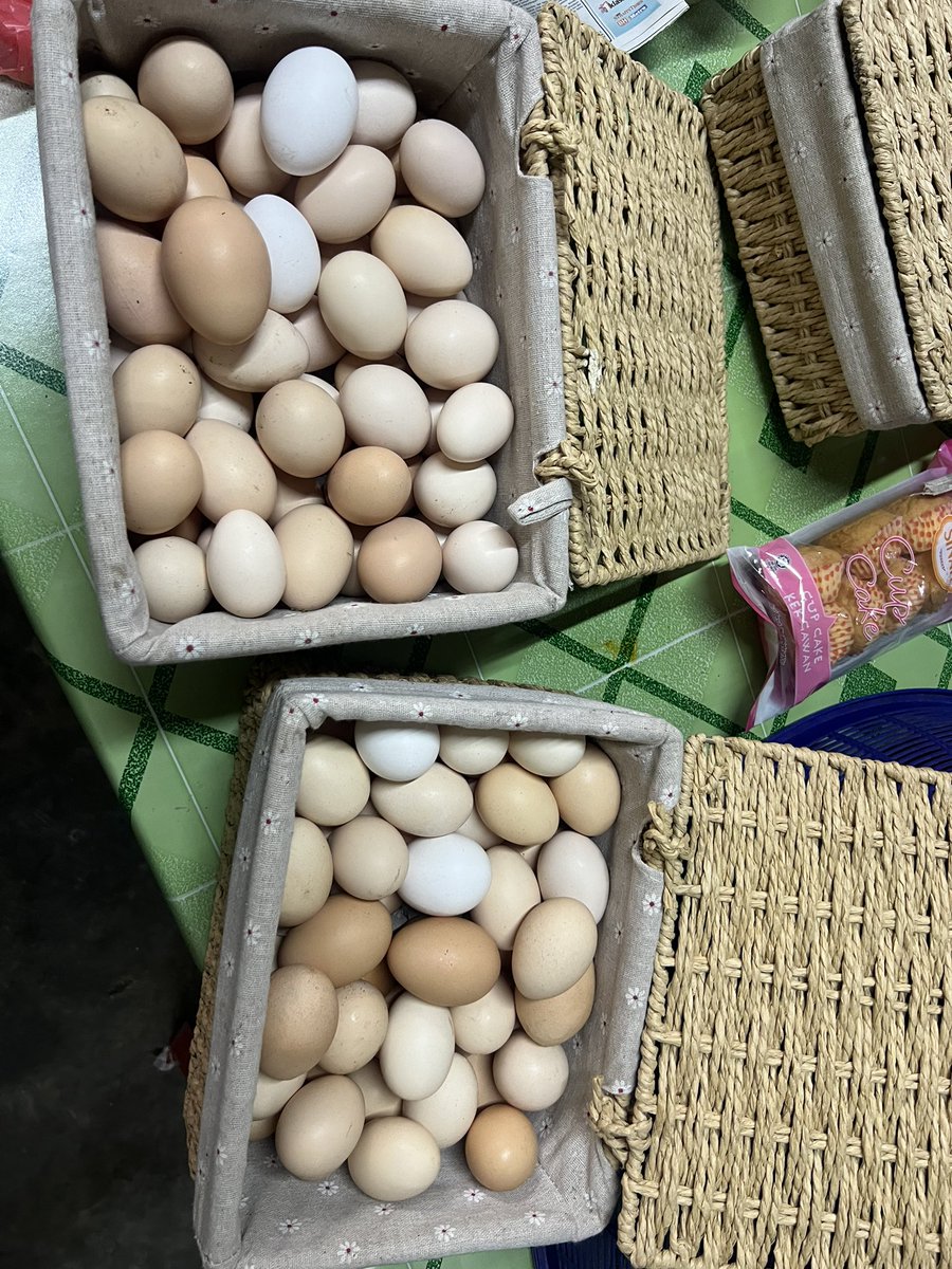 Haziqmahmur90an's tweet photo. Rasanya ayam2 ni bergembira raya juga kot. Produksi waktu raya mencanak2 naiknya.

Tolo kampung free range ni Dah makan setiap hari + sedara mara datang makan, bagi free masih banyak.

Ada yang nak beli tolo kg? Tolo fresh tak sampai 3 hari. Simpan dalam chiller Farm fresh
⬇️ https://t.co/90u2cyBIYo