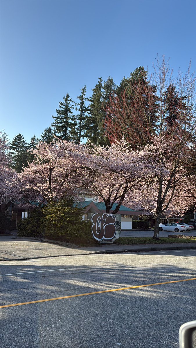 شِلمان Skalman tweet media