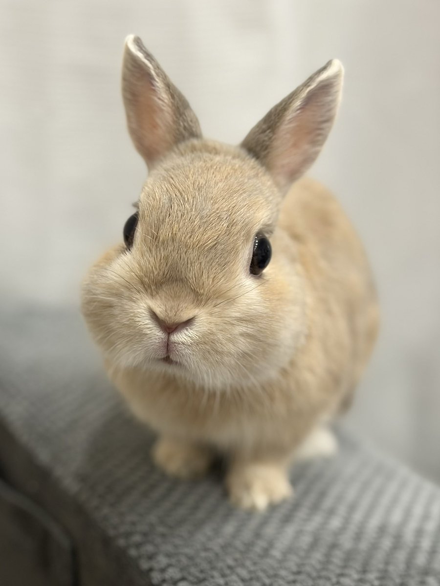 うさぎのもか tweet media