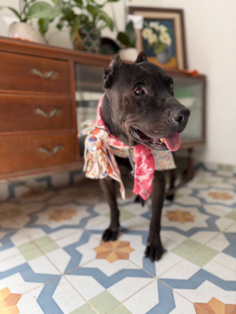 𝙷𝚎𝚕𝚊 𝙼𝚘𝚛𝚎 🐶 tweet media