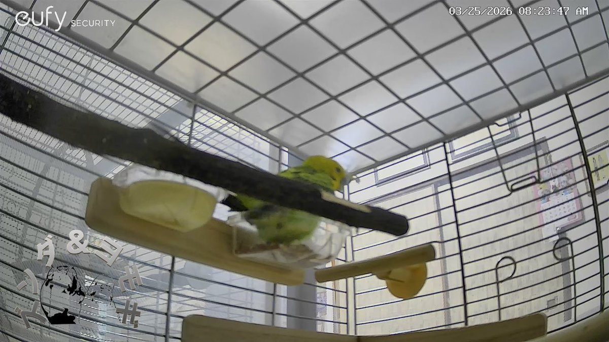 ズンダ&ヨモギ tweet media