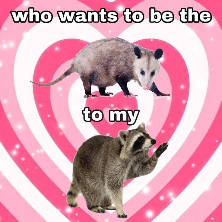 Why you should have a Raccoon tweet media