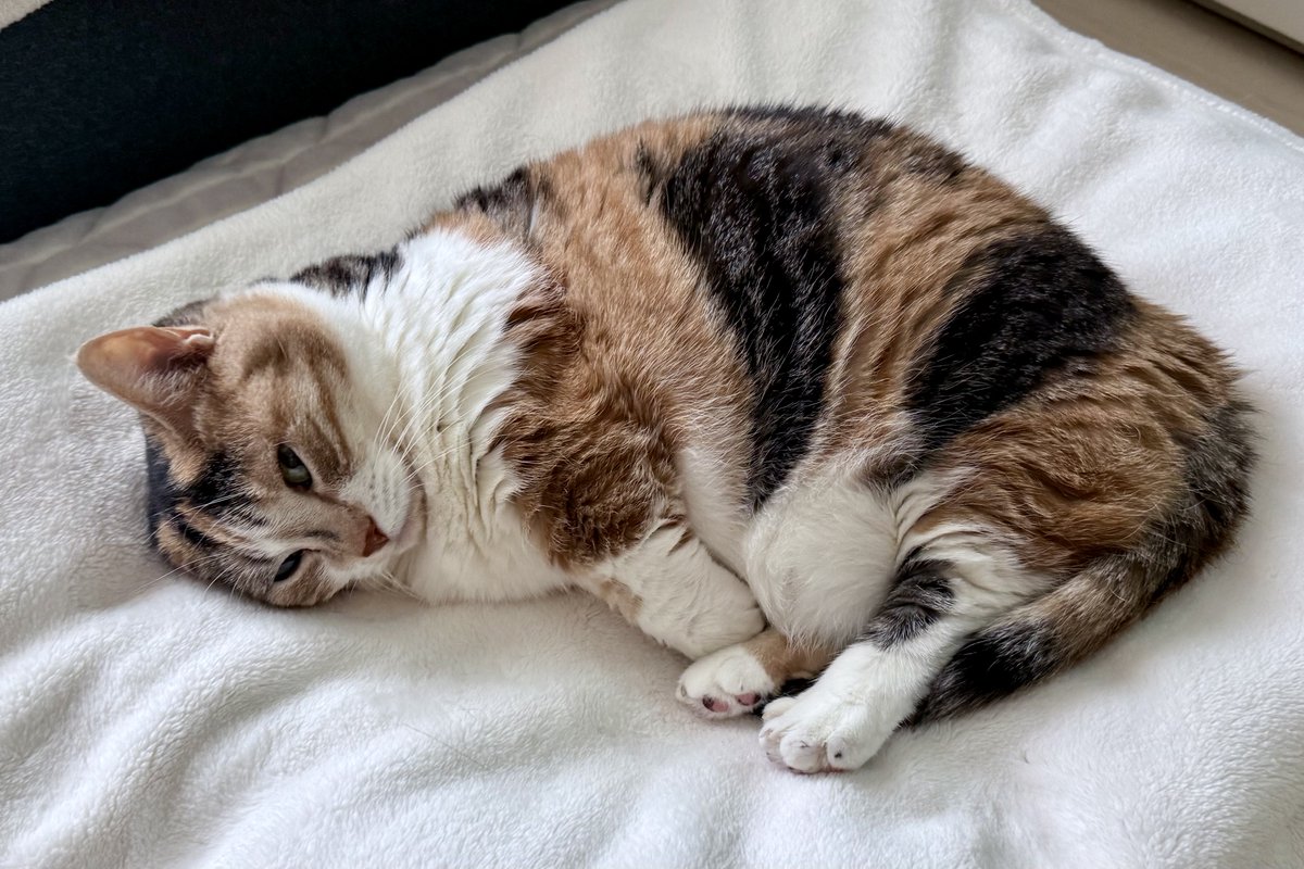 チューと言えばニャー tweet media