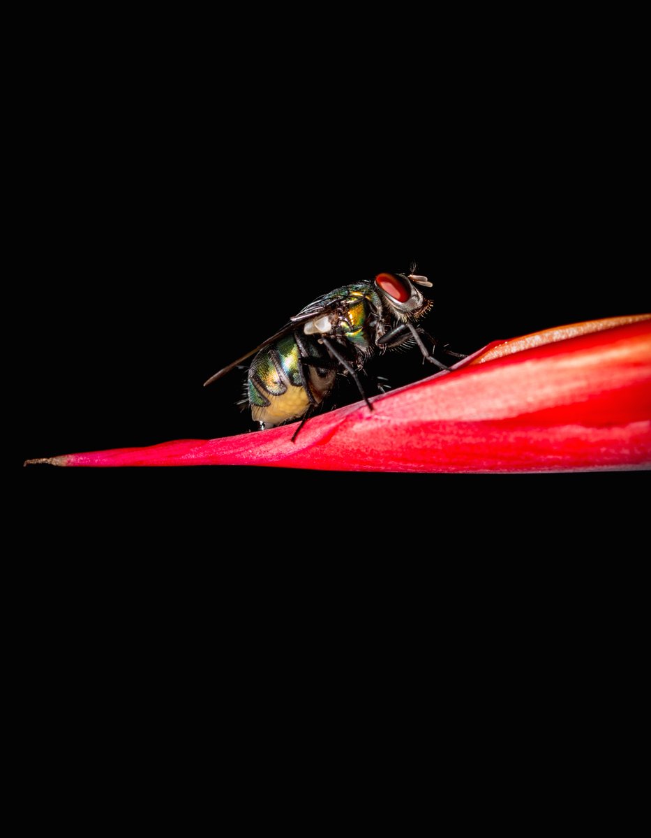 Clinton Kay tweet media