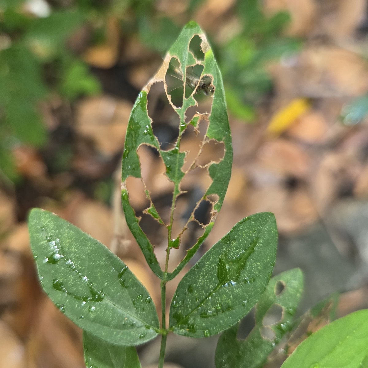 ปราย tweet media