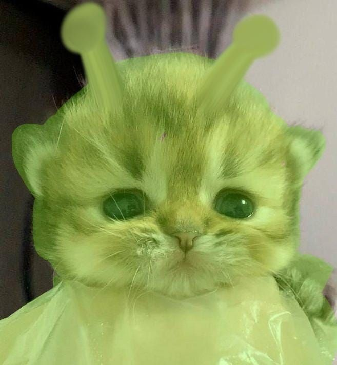 ♫ Seikyf 💫 tweet media