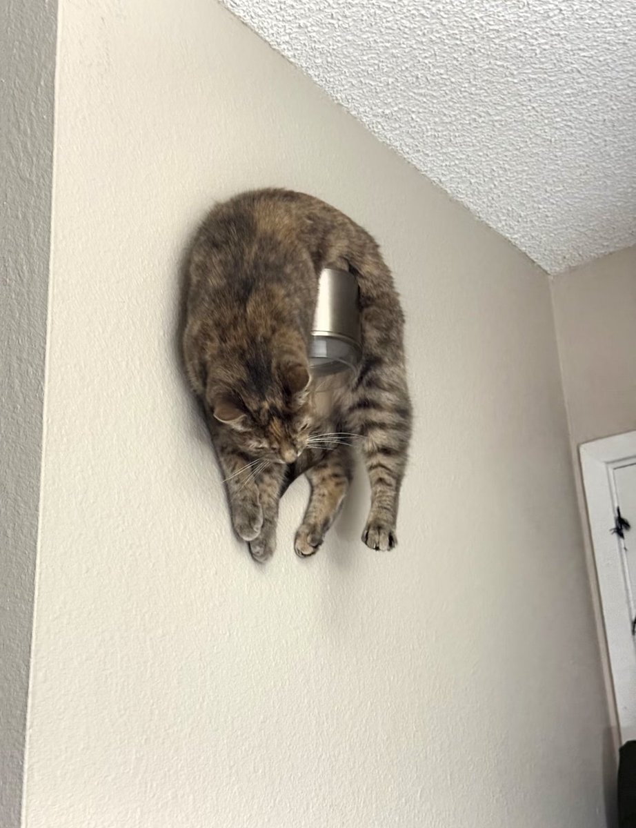 고양이는 왜 이럴까 tweet media