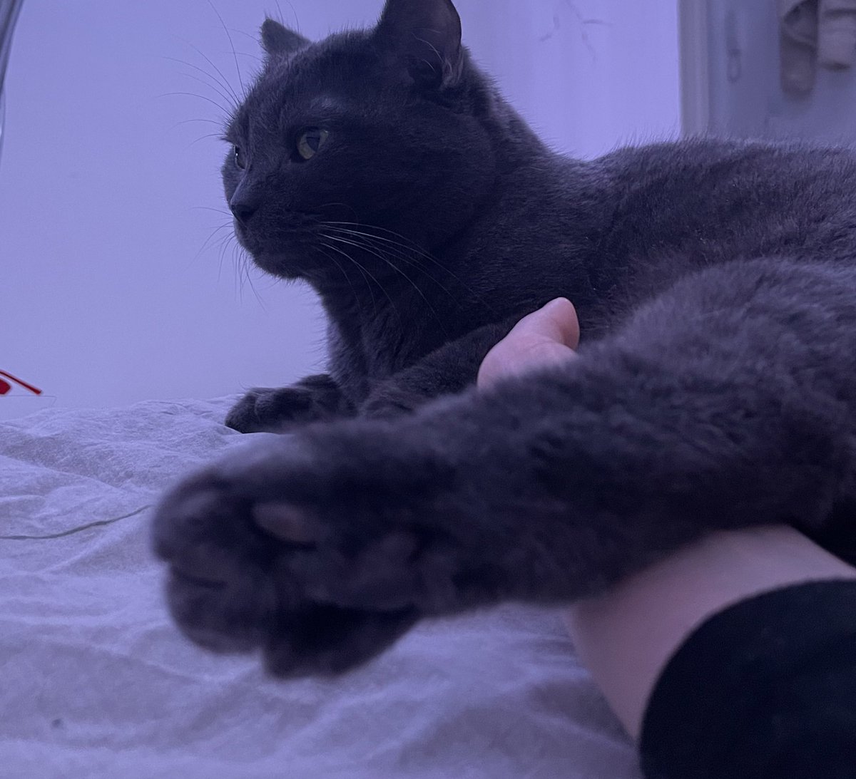 киса tweet media