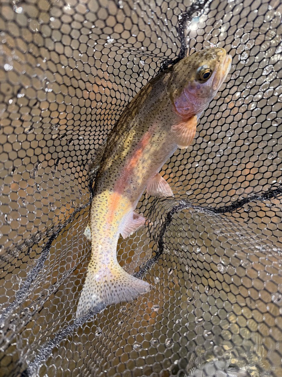 Rambo Van Halen tweet media