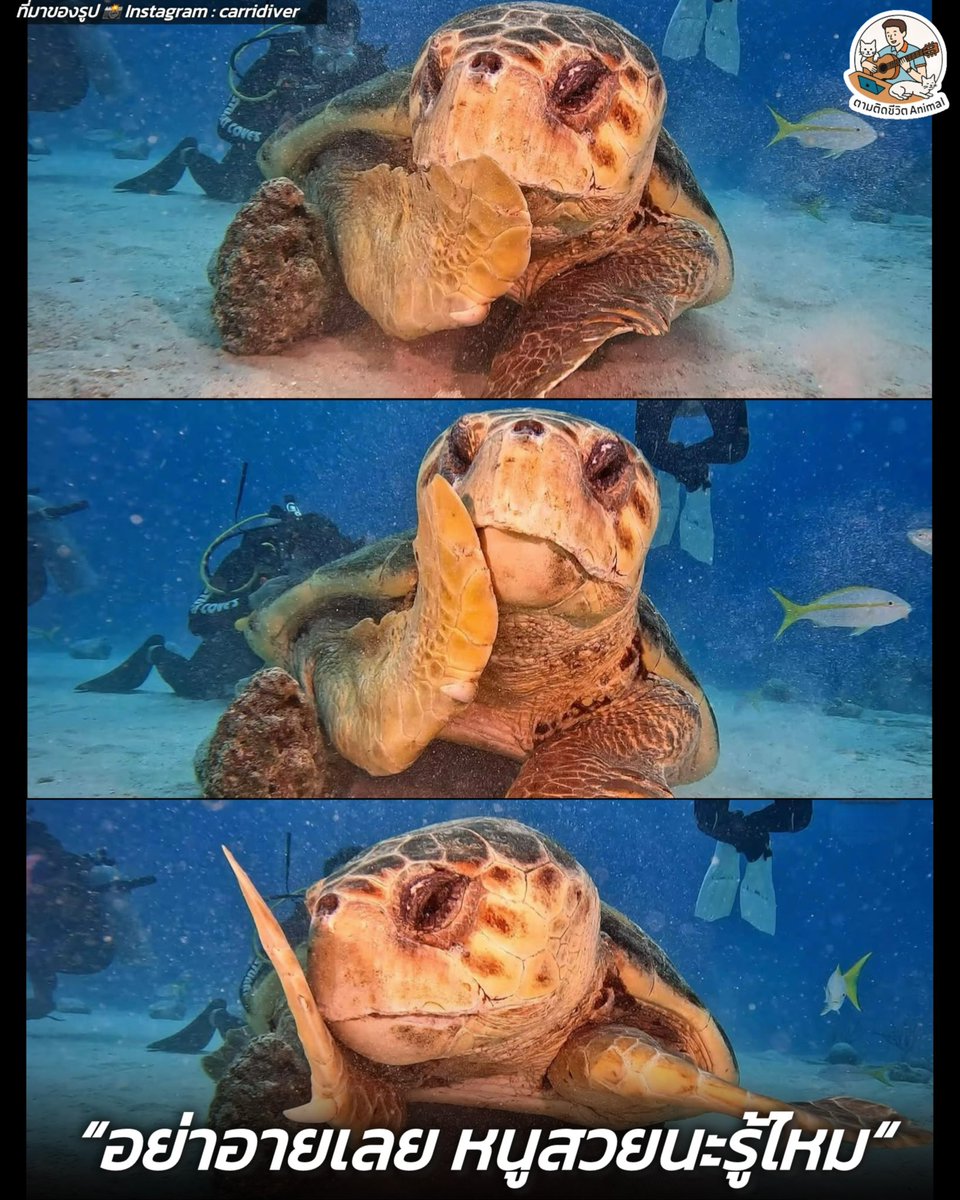 ตามติดชีวิตAnimal tweet media