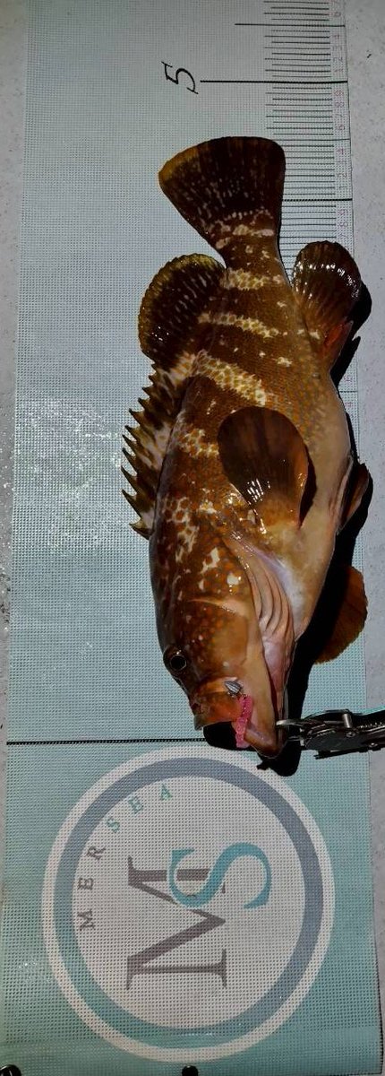 あおい@女子高生アングラー(17) tweet media