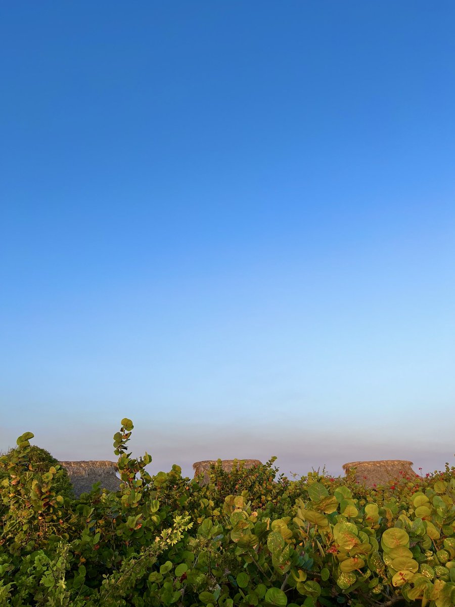 Shannon Cherie tweet media