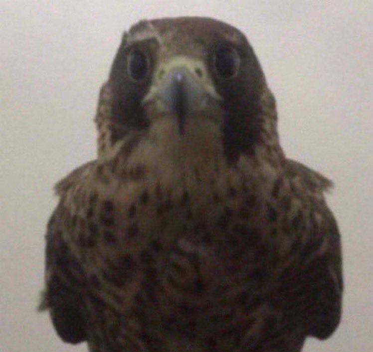 همبرجر tweet media