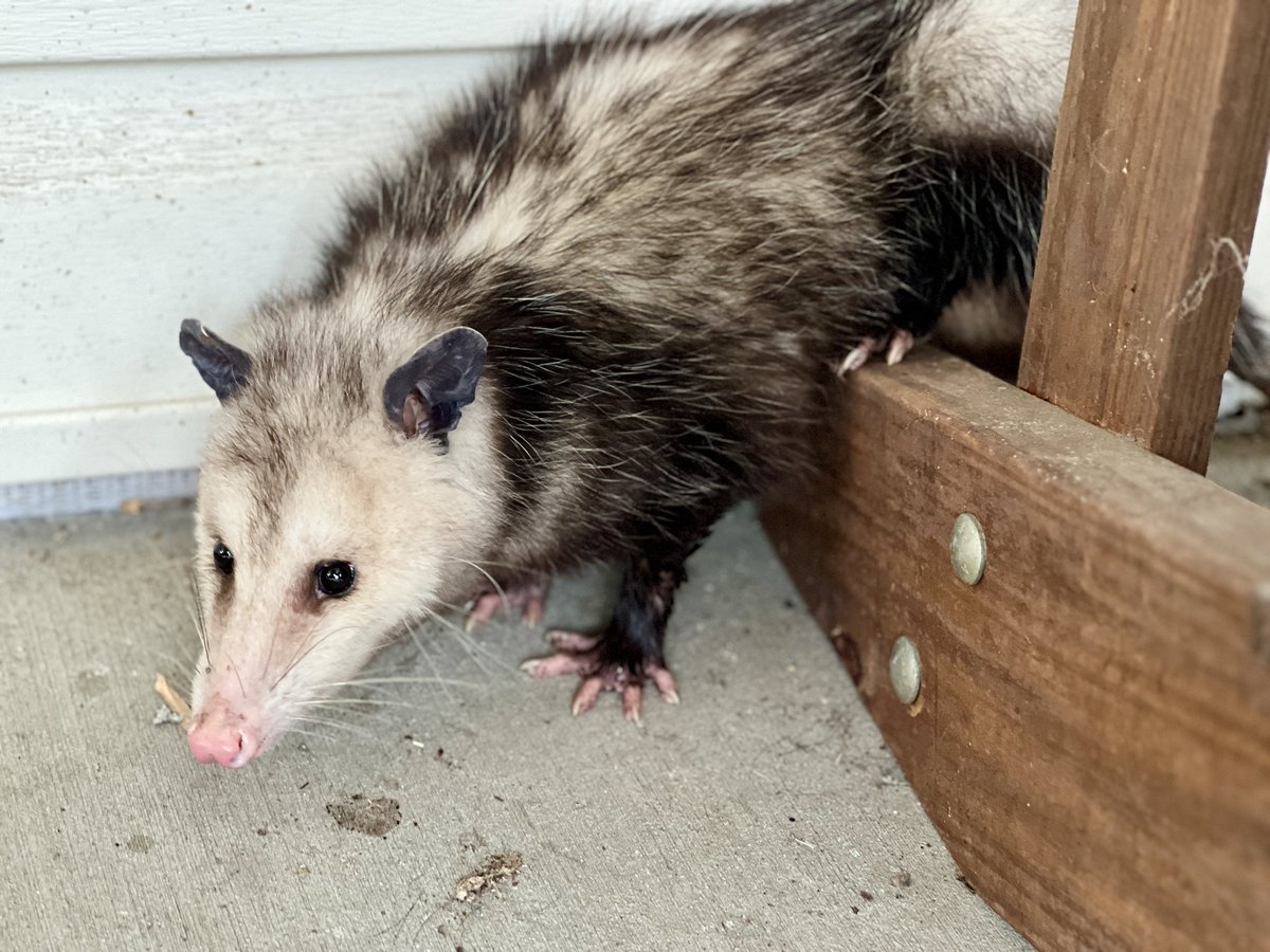 John Schick tweet media