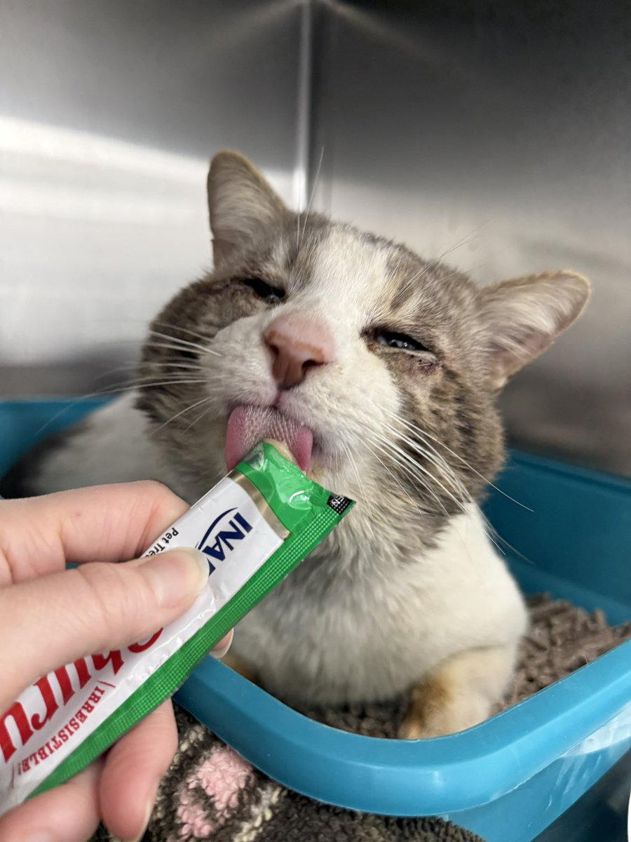 Friends of Bear Cat Rescue tweet media