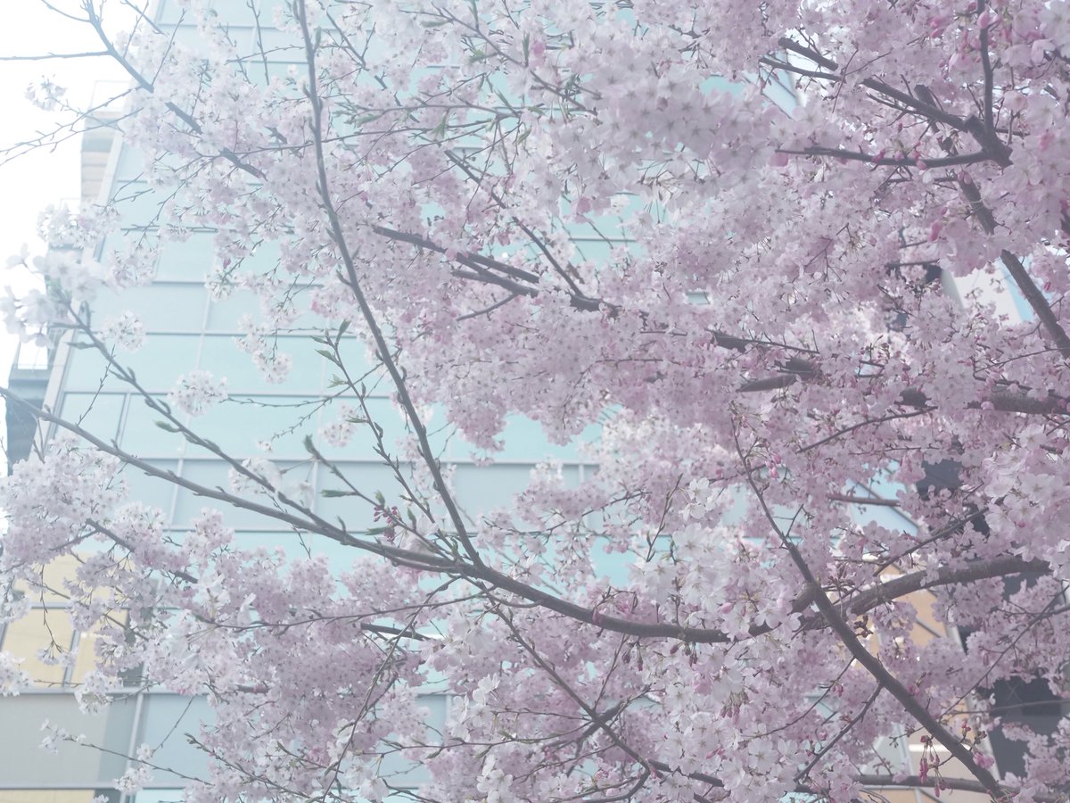 anna_kohaku's tweet photo. 日当たりのいいところは��麗に咲いてた。 https://t.co/dmoHIUbDlL
