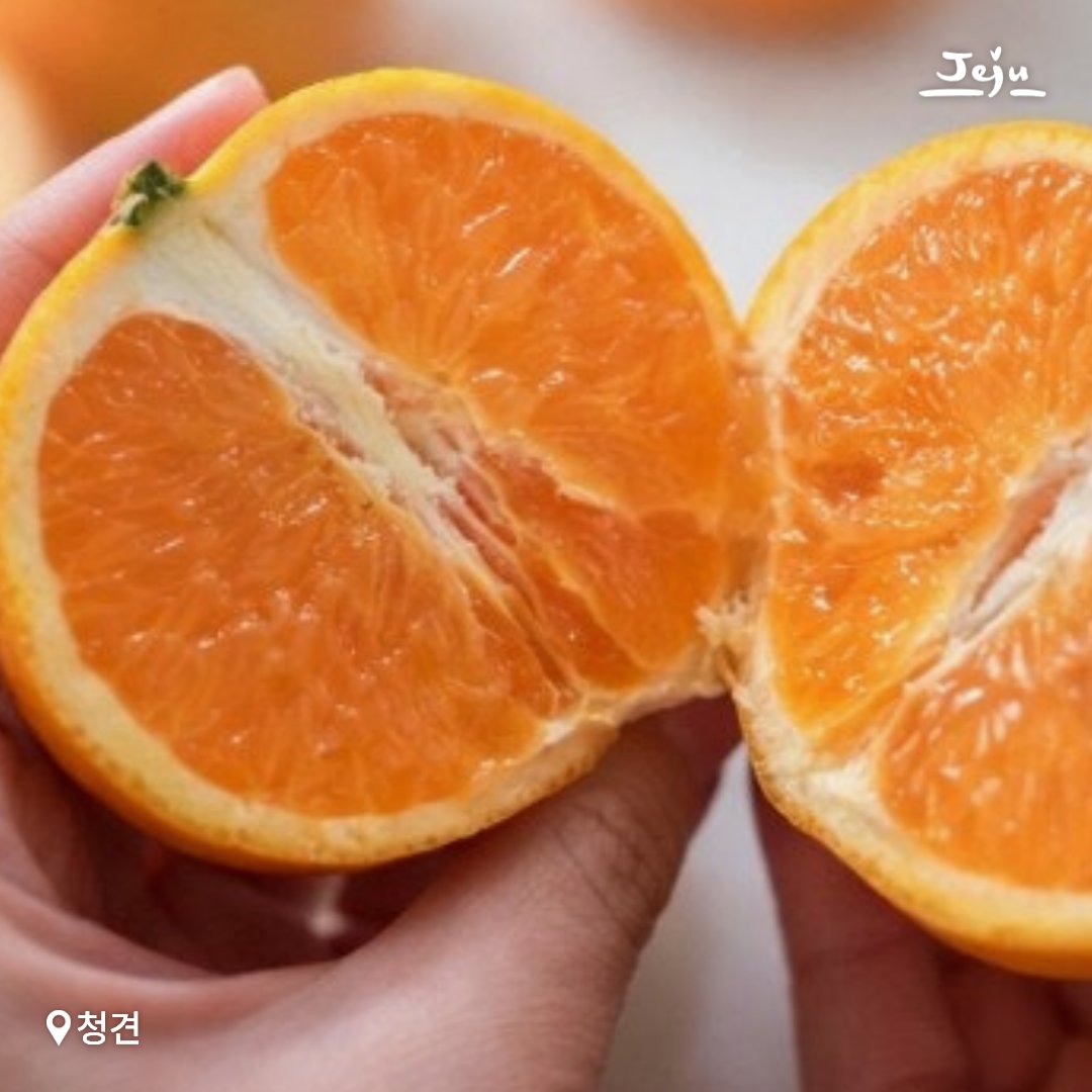 제주도 tweet media