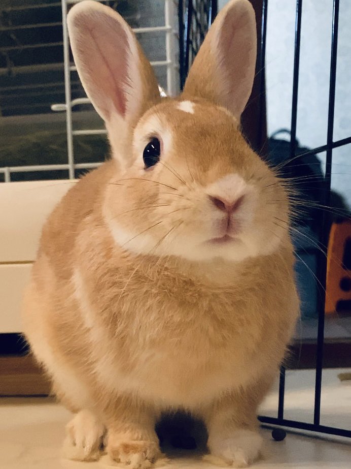 モチモチうさぎのムギ🐰ミニレッキス tweet media