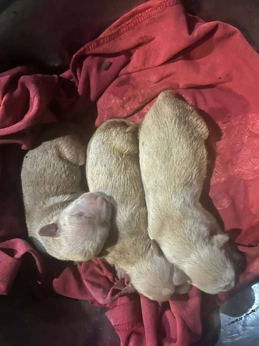 Lyss 🇸🇻 tweet media