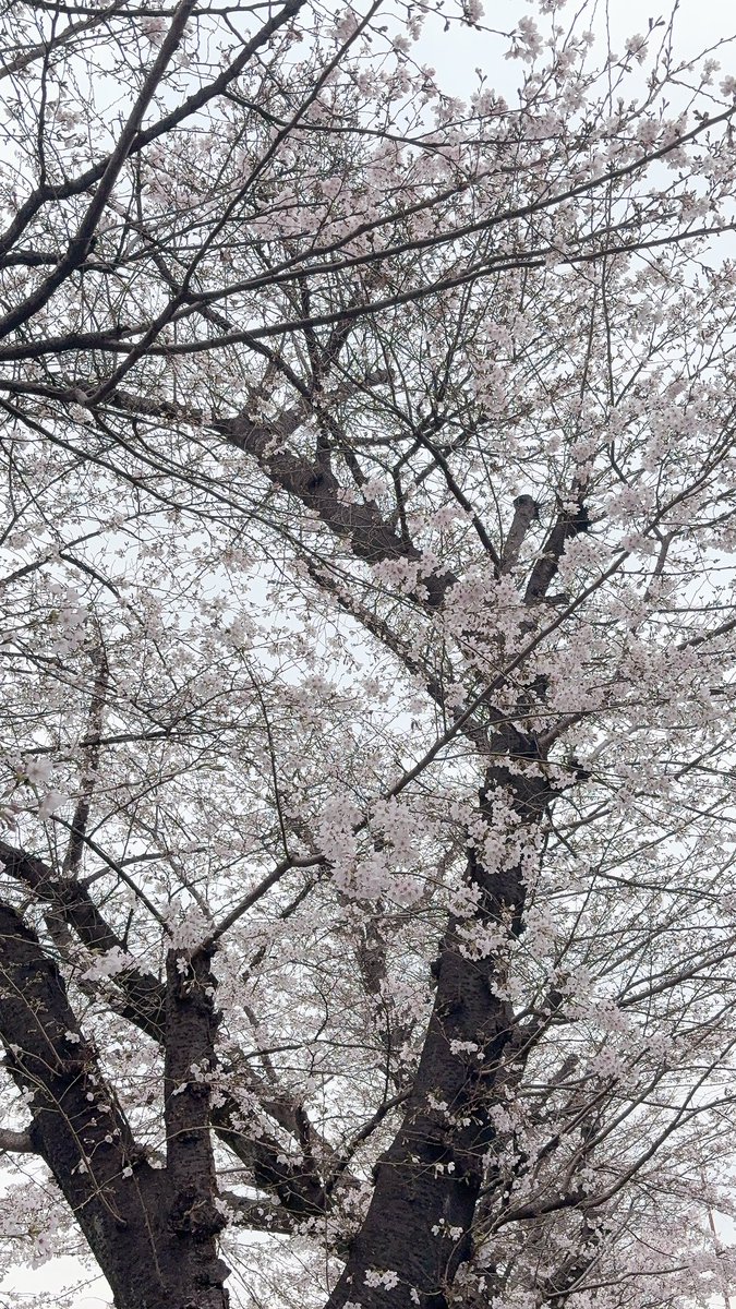 ゆとね。 tweet media